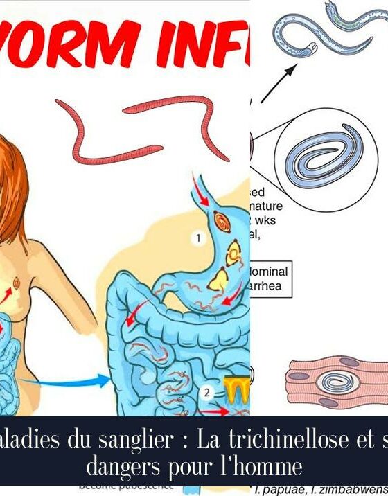 Maladies du sanglier : La trichinellose et ses dangers pour l'homme