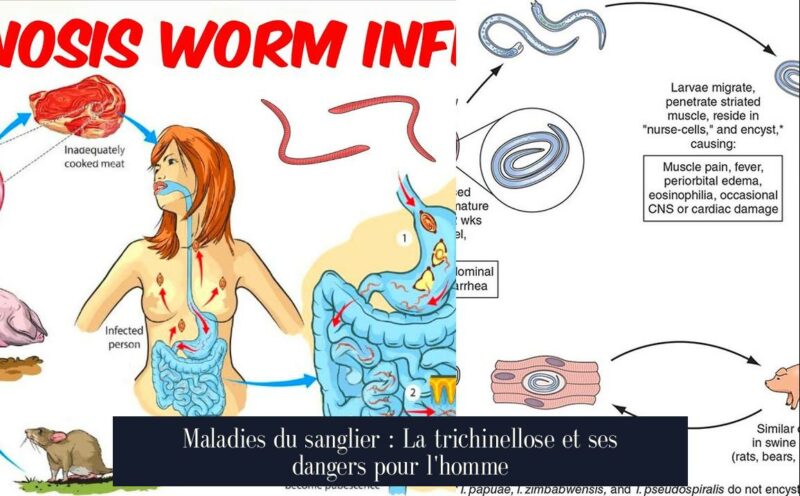 Maladies du sanglier : La trichinellose et ses dangers pour l'homme
