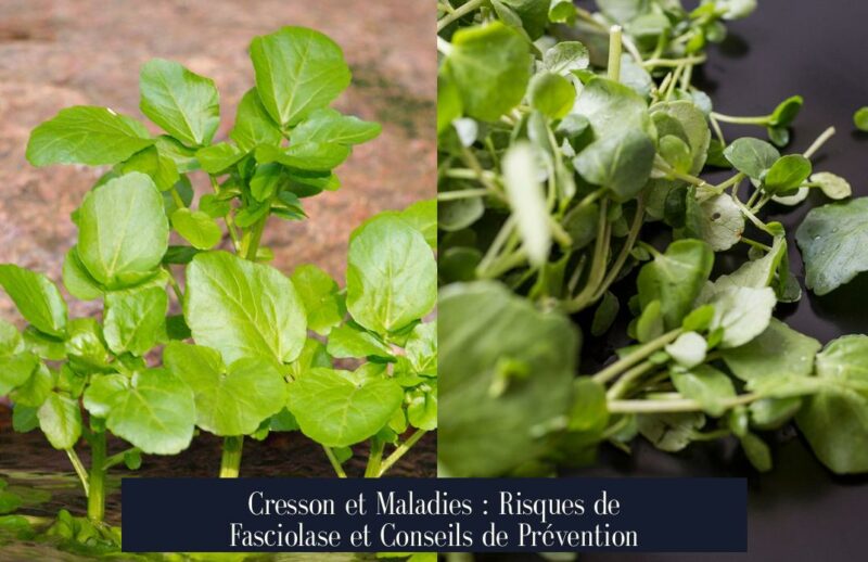 Cresson et Maladies : Risques de Fasciolase et Conseils de Prévention