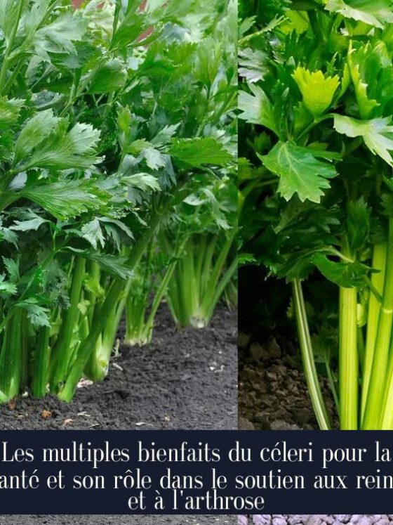 Les multiples bienfaits du céleri pour la santé et son rôle dans le soutien aux reins et à l'arthrose
