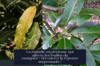 La maladie mystérieuse qui affecte les feuilles du manguier : découvrez la réponse surprenante !