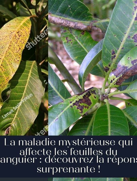 La maladie mystérieuse qui affecte les feuilles du manguier : découvrez la réponse surprenante !