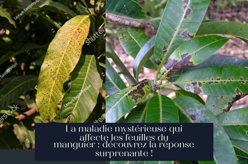La maladie mystérieuse qui affecte les feuilles du manguier : découvrez la réponse surprenante !