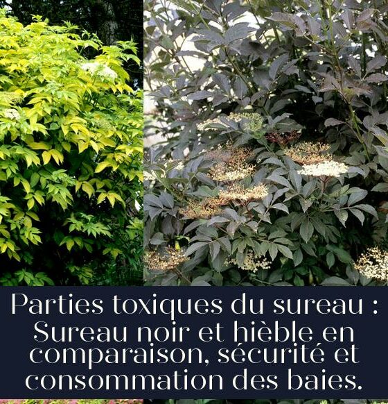 Parties toxiques du sureau : Sureau noir et hièble en comparaison, sécurité et consommation des baies.