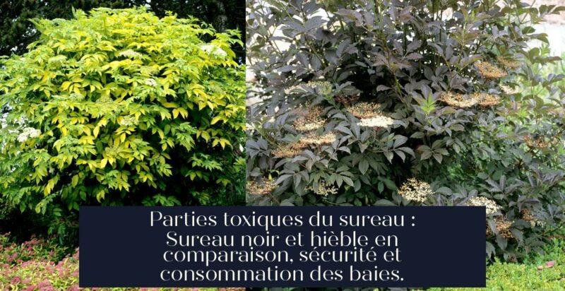 Parties toxiques du sureau : Sureau noir et hièble en comparaison, sécurité et consommation des baies.