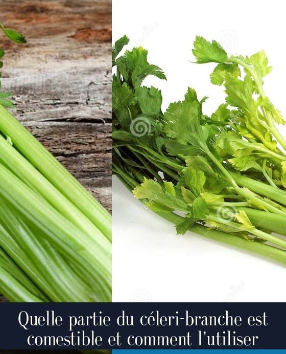 Quelle partie du céleri-branche est comestible et comment l'utiliser