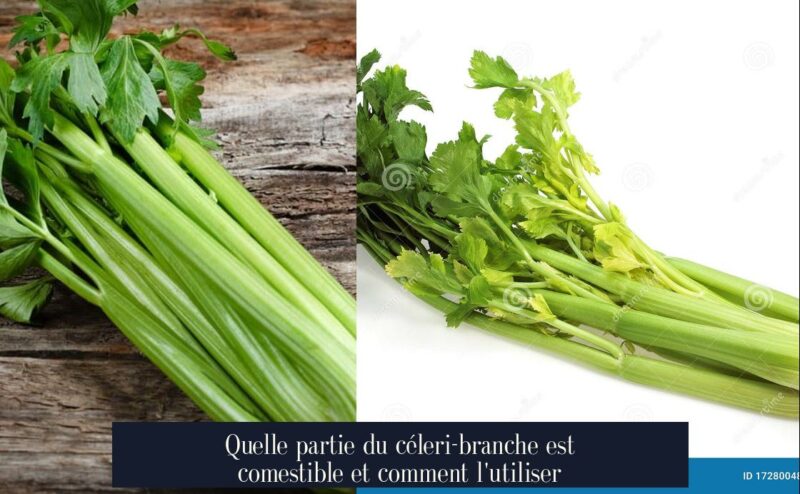 Quelle partie du céleri-branche est comestible et comment l'utiliser