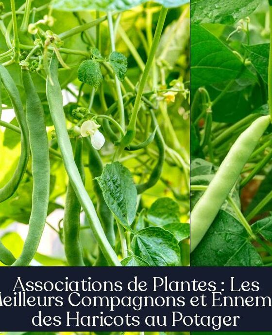 Associations de Plantes : Les Meilleurs Compagnons et Ennemis des Haricots au Potager