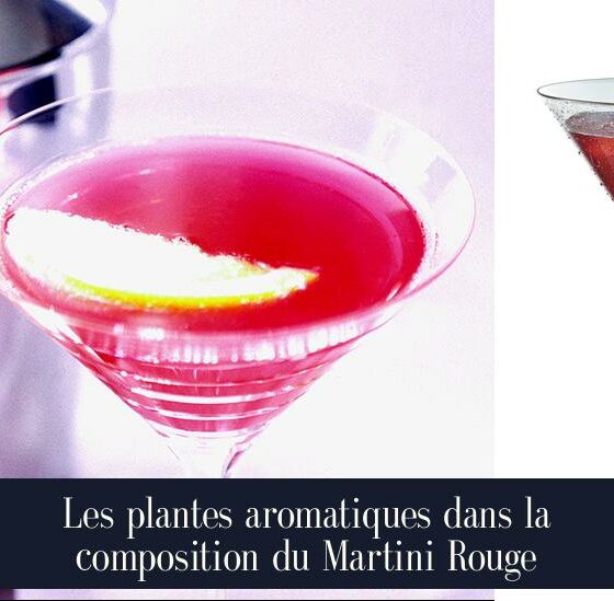 Les plantes aromatiques dans la composition du Martini Rouge