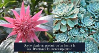 Quelle plante ne produit qu'un fruit à la fois Découvrez les monocarpiques !