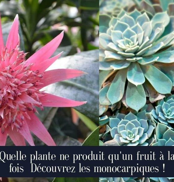 Quelle plante ne produit qu'un fruit à la fois Découvrez les monocarpiques !