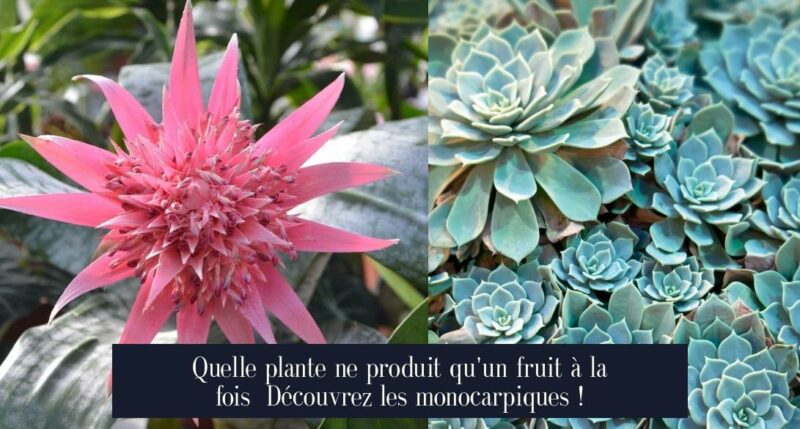 Quelle plante ne produit qu'un fruit à la fois Découvrez les monocarpiques !