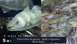 Conservation du poisson : Quelle température idéale choisir