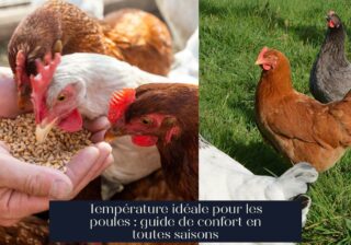 Température idéale pour les poules : guide de confort en toutes saisons
