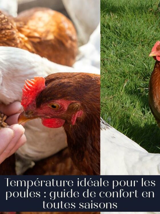 Température idéale pour les poules : guide de confort en toutes saisons