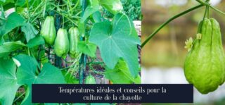 Températures idéales et conseils pour la culture de la chayotte