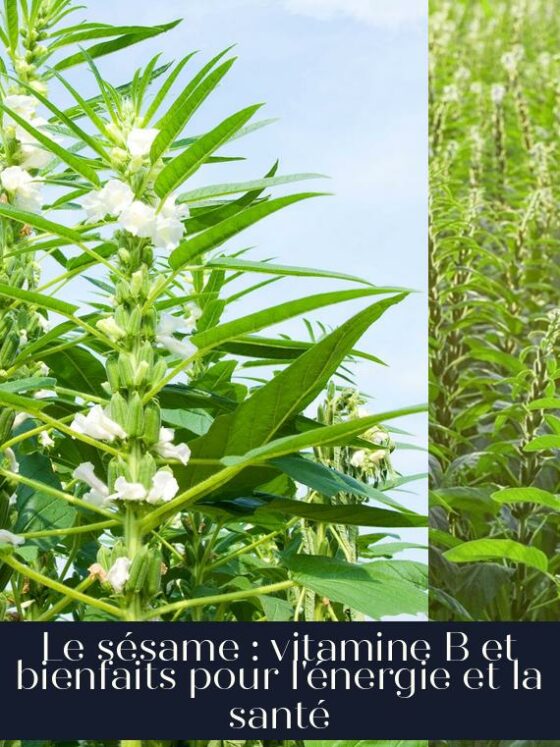 Le sésame : vitamine B et bienfaits pour l'énergie et la santé