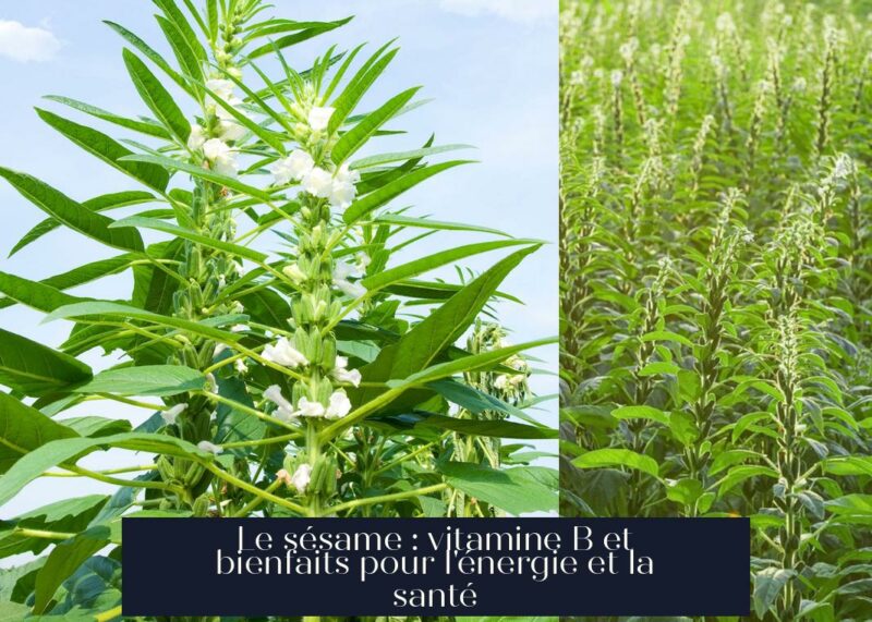 Le sésame : vitamine B et bienfaits pour l'énergie et la santé