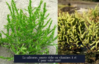 La salicorne, source riche en vitamines A et C pour votre santé