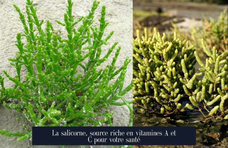 La salicorne, source riche en vitamines A et C pour votre santé