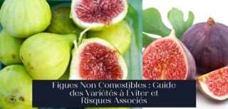 Figues Non Comestibles : Guide des Variétés à Éviter et Risques Associés