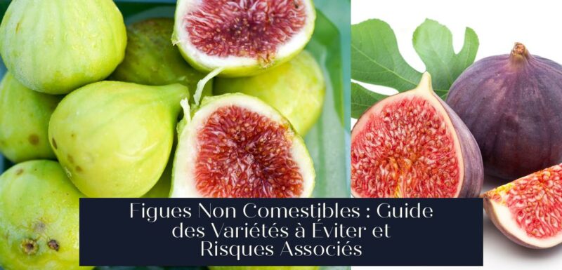 Figues Non Comestibles : Guide des Variétés à Éviter et Risques Associés