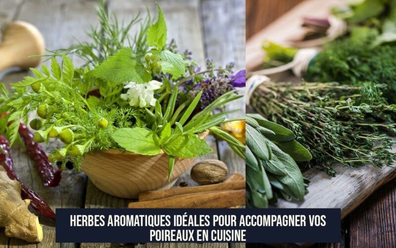 Herbes aromatiques idéales pour accompagner vos poireaux en cuisine