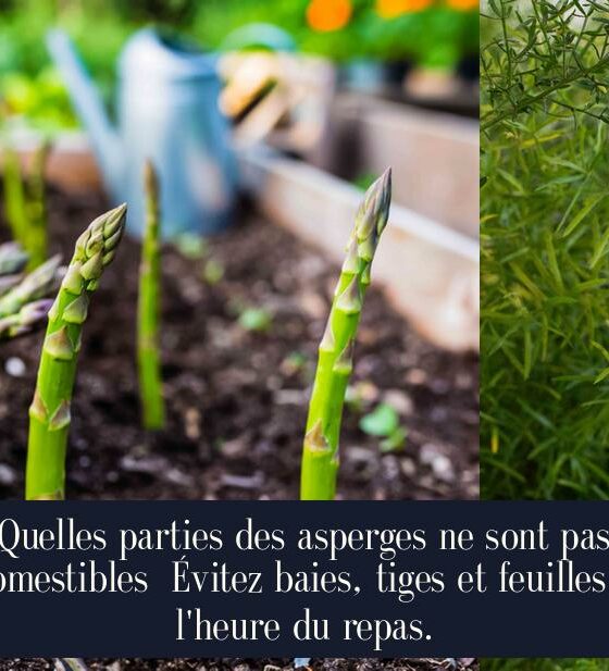 Quelles parties des asperges ne sont pas comestibles Évitez baies, tiges et feuilles à l'heure du repas.