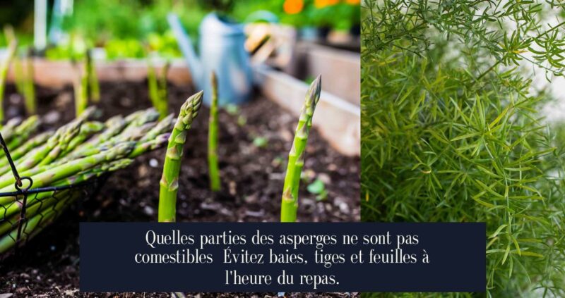 Quelles parties des asperges ne sont pas comestibles Évitez baies, tiges et feuilles à l'heure du repas.