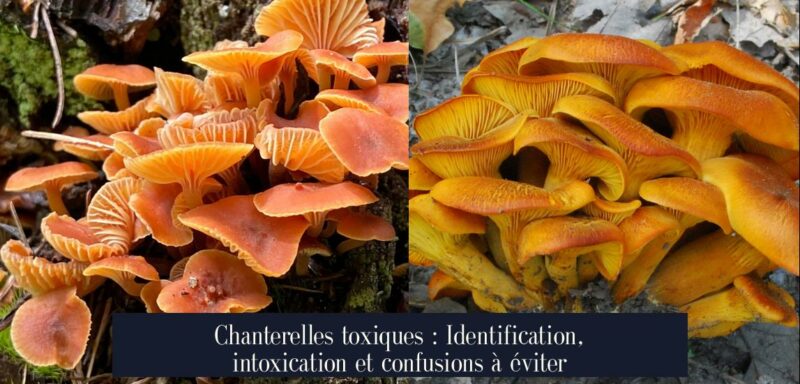 Chanterelles toxiques : Identification, intoxication et confusions à éviter