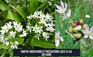 Contre-indications et précautions liées à l'ail des ours