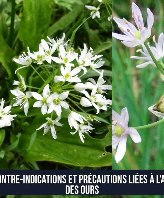 Contre-indications et précautions liées à l'ail des ours