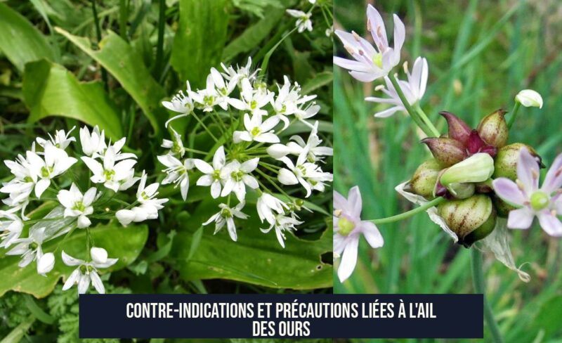 Contre-indications et précautions liées à l'ail des ours
