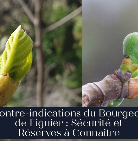 Contre-indications du Bourgeon de Figuier : Sécurité et Réserves à Connaitre