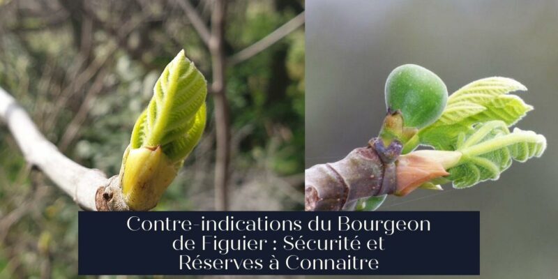 Contre-indications du Bourgeon de Figuier : Sécurité et Réserves à Connaitre
