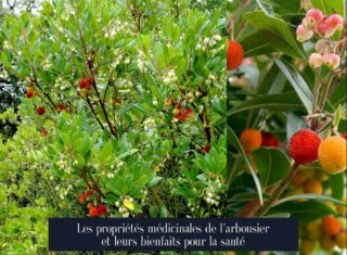 Les propriétés médicinales de l'arbousier et leurs bienfaits pour la santé