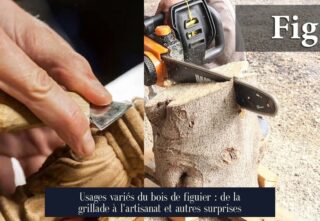Usages variés du bois de figuier : de la grillade à l'artisanat et autres surprises