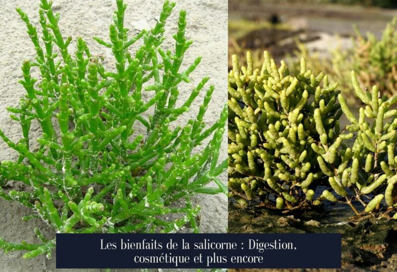 Les bienfaits de la salicorne : Digestion, cosmétique et plus encore