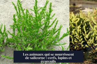 Les animaux qui se nourrissent de salicorne : cerfs, lapins et écureuils