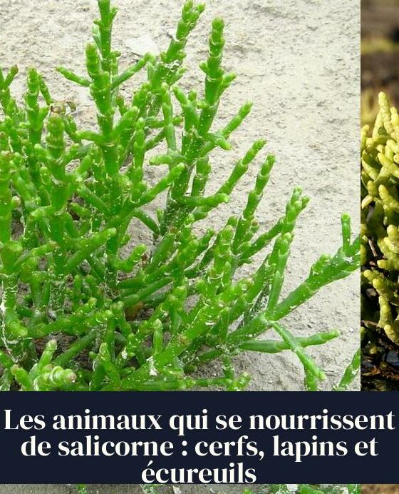 Les animaux qui se nourrissent de salicorne : cerfs, lapins et écureuils