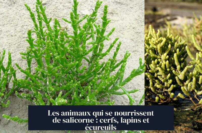Les animaux qui se nourrissent de salicorne : cerfs, lapins et écureuils