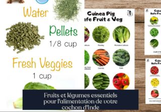 Fruits et légumes essentiels pour l'alimentation de votre cochon d'Inde