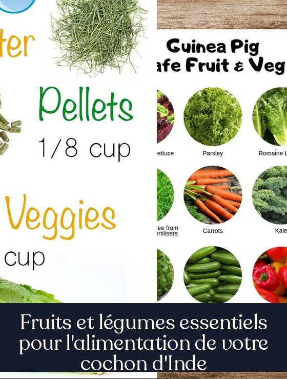 Fruits et légumes essentiels pour l'alimentation de votre cochon d'Inde