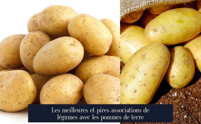 Les meilleures et pires associations de légumes avec les pommes de terre
