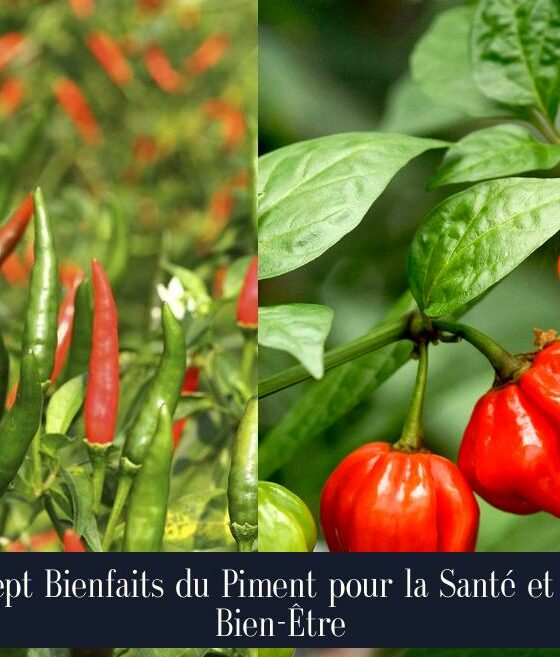 Sept Bienfaits du Piment pour la Santé et le Bien-Être