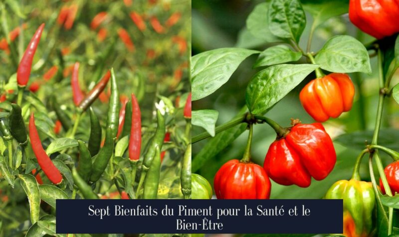 Sept Bienfaits du Piment pour la Santé et le Bien-Être