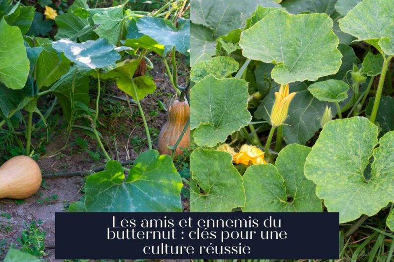 Les amis et ennemis du butternut : clés pour une culture réussie