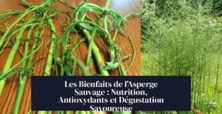 Les Bienfaits de l'Asperge Sauvage : Nutrition, Antioxydants et Dégustation Savoureuse