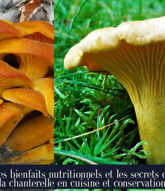Les bienfaits nutritionnels et les secrets de la chanterelle en cuisine et conservation