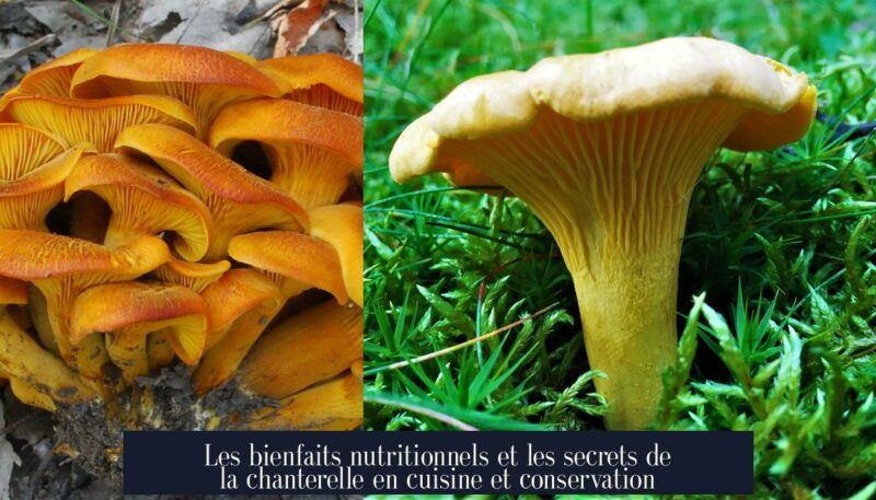 Les bienfaits nutritionnels et les secrets de la chanterelle en cuisine et conservation